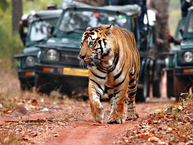 Delhi - Ranthambore