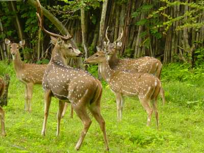 Madumalai Wildlife Sanctuary Ooty - Places to Visit in Ooty