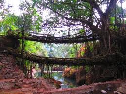 double-decker-living-root-bridge-cherrapunji