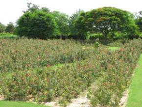 attractions-Nehru-Park-Jodhpur