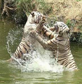 Nehru Zoological Park, Hyderabad