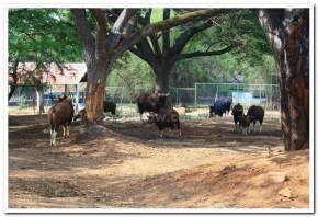 mysore-zoo, mysore