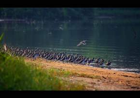 kadalundi-wildlife-sanctuary, kozhikode