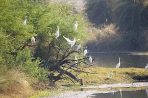 Van Vihar National Park, Bhopal