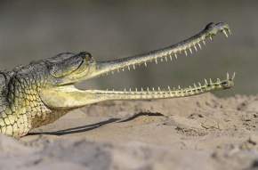 crocodile-sanctuary, lucknow