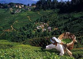 Happy Valley Tea gardens, Darjeeling