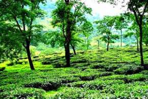 Badamtan Tea Estate, Darjeeling