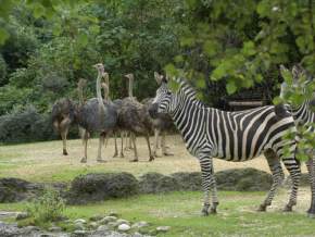 Manipur Zoological Garden, Imphal