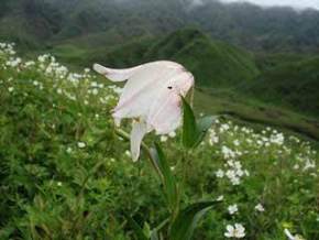 Khonghampat Orchidarium, Imphal