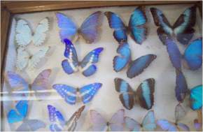 Butterfly Museum, Shillong