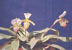 attractions-Botanical-Survey-of-India-Orchidarium-Shillong