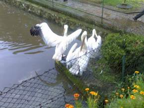 lady-hydari-park, shillong