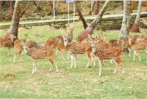 mini-zoological-garden, aizawl