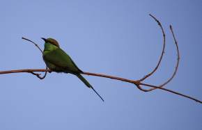 Tawi Wildlife Sanctuary, Aizawl