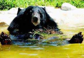 Intangki Wildlife Sanctuary, Kohima