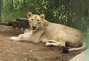 Lion Safari Wildlife Park Silvassa, Dadra and Nagar Haveli