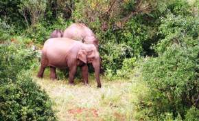 Chinnar Wildlife Sanctuary, Munnar