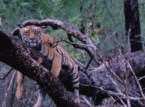 attractions-Todaba-National-Park-Nagpur