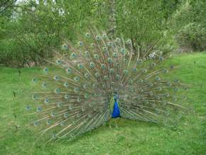 Guindy National Park, Chennai