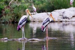 Salim Ali Bird Sanctuary, Goa