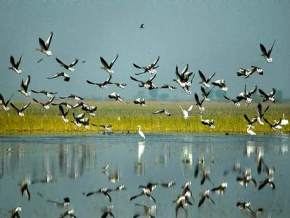 Nal Sarovar Bird Sanctuary, Ahmedabad