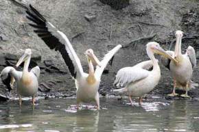 Assam State Zoo, Guwahati