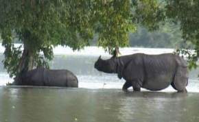attractions-Pobitora-Wildlife-Sanctuary-Guwahati