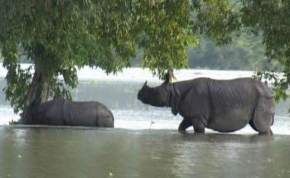 Pobitora Wildlife Sanctuary, Guwahati