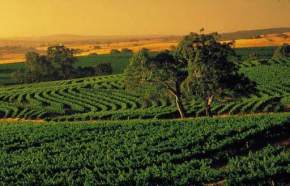 attractions-Barossa-Valley-Australia