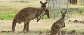 kangaroo-island, australia