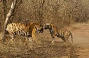 Ranthambore National Park, Ranthambore