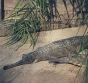 muta-crocodile-breeding-centre, ranchi