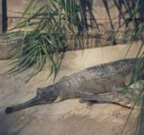 attractions-Muta-Crocodile-Breeding-Centre-Ranchi