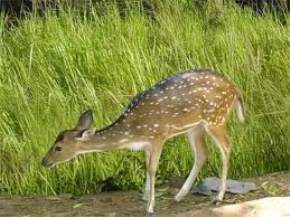 bassi-wildlife-sanctuary-chittorgarh