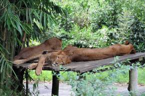 taman-safari-indonesia