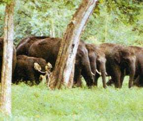 Annamalai Wildlife Sanctuary, Coimbatore