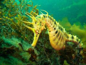 seahorse-world-aquarium, new-zealand