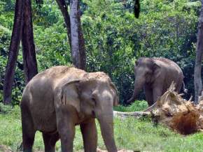 Kuala Gandah Elephant Sanctuary, Malaysia