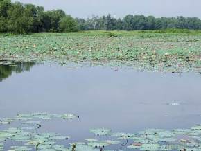 paya-indah-wetlands, malaysia