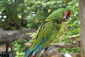 Ardastra Zoo, Bahamas