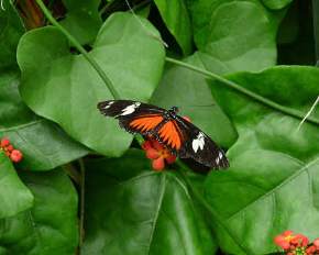 butterfly-gardens, canada