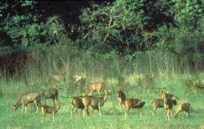 khao-yai-national-park, thailand