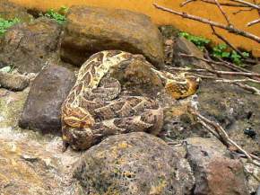 snake-park, kenya
