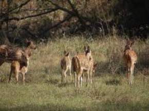 chilla-wildlife-sanctuary, haridwar