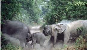 Rajaji National Park, Haridwar