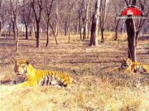 tiger-safari, ludhiana