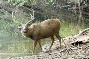 Rajmachi Wildlife Sanctuary, Rajmachi