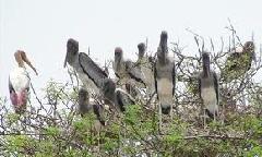 water-bird-sanctuary, rameswaram