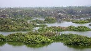 Vedanthangal Bird Sanctuary, Kanchipuram