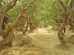 SevaKunj and Nidhi Ban, Vrindavan